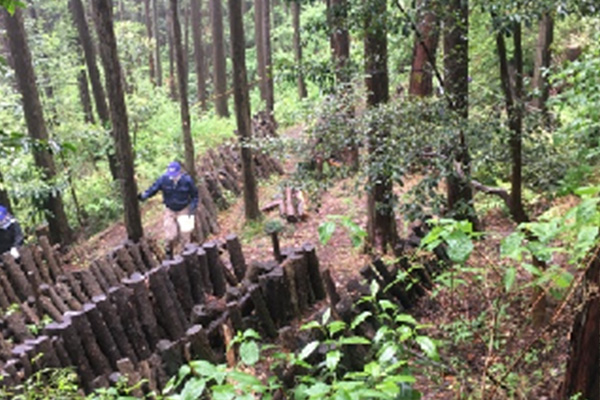 スギ・ヒノキ人工林の伐採計画